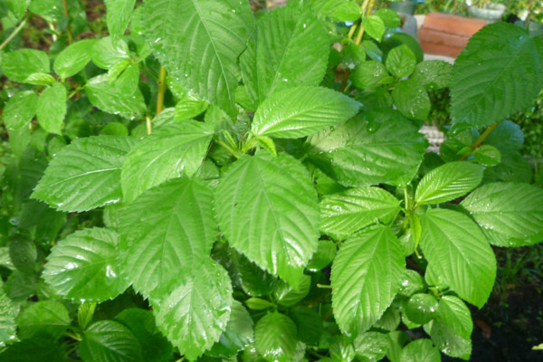 City Herbs