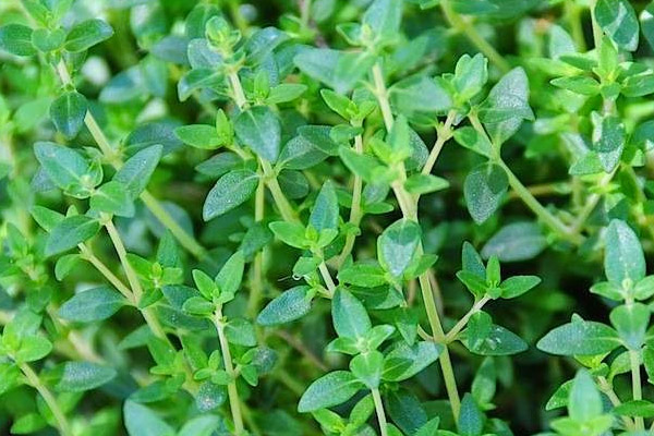 City Herbs