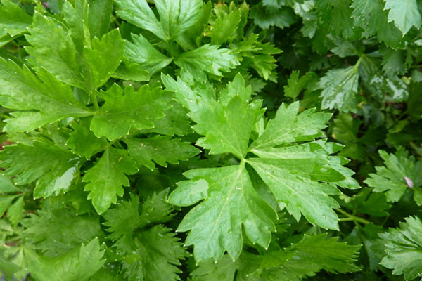 City Herbs