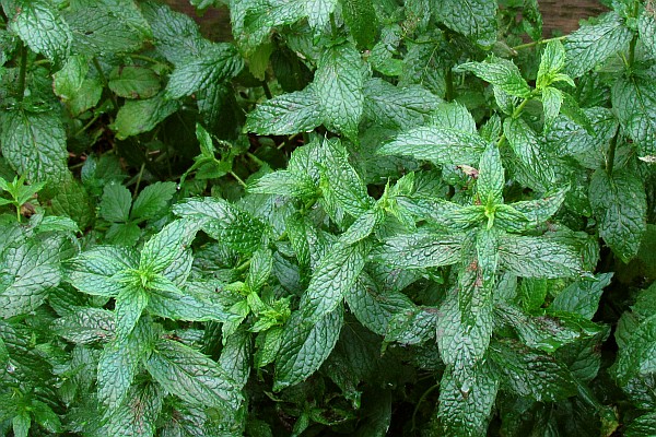City Herbs