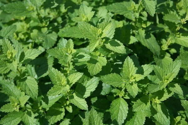 City Herbs