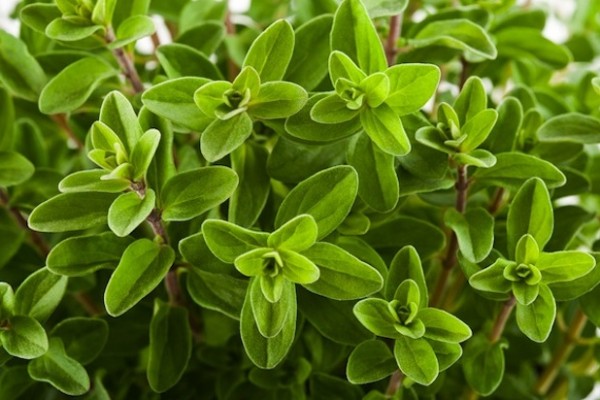 City Herbs
