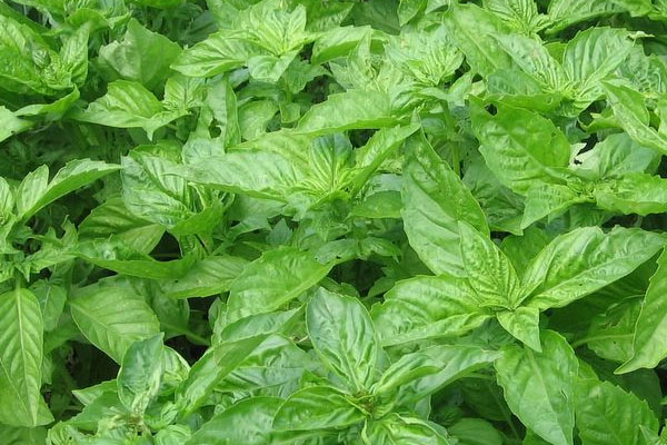 City Herbs