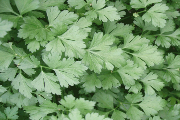City Herbs