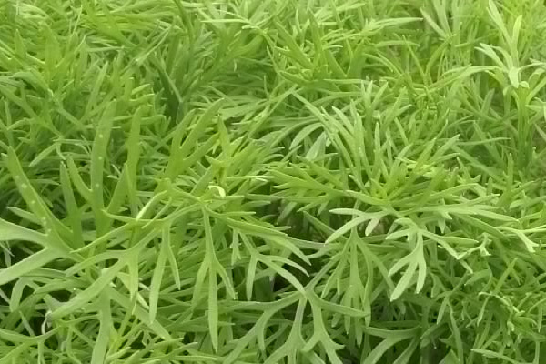 City Herbs